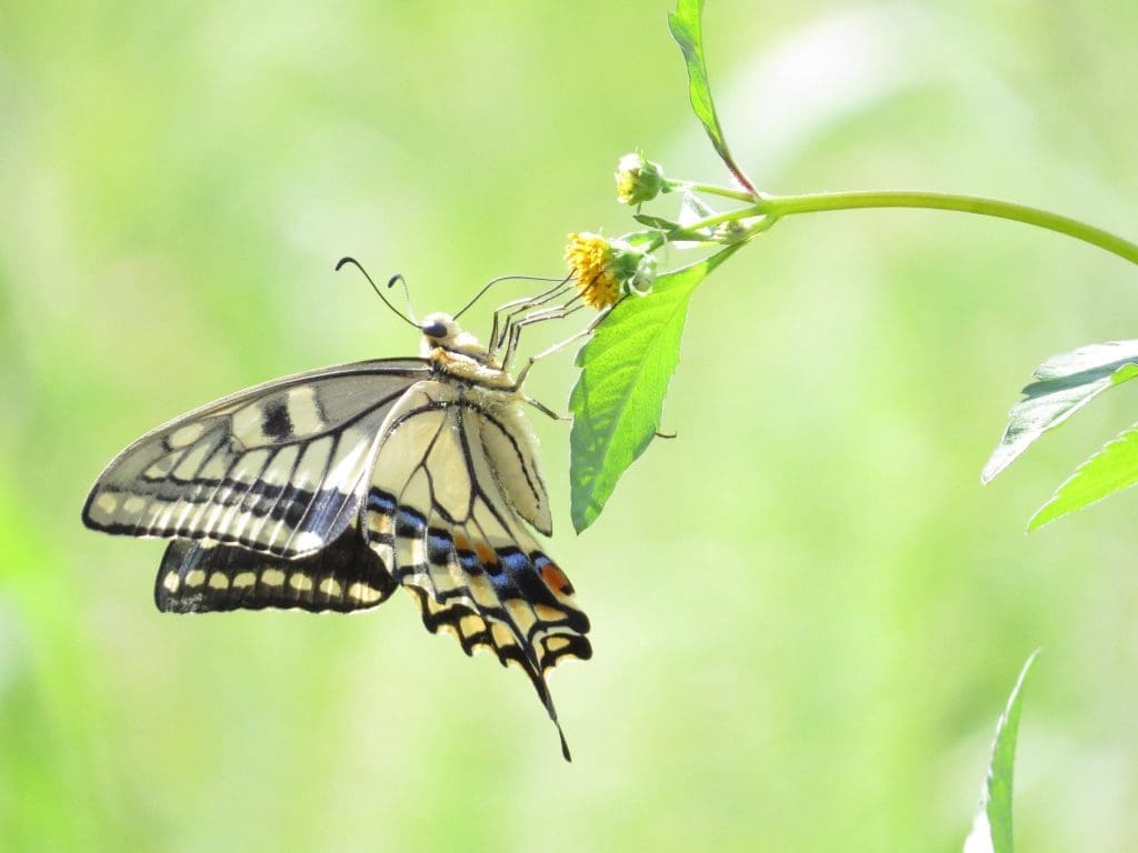 Cockrell Butterfly centre