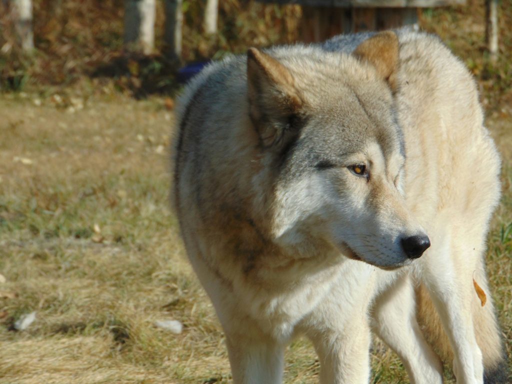 Yamnuska Wolfdog Sanctuary