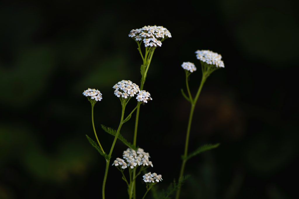 YARROW