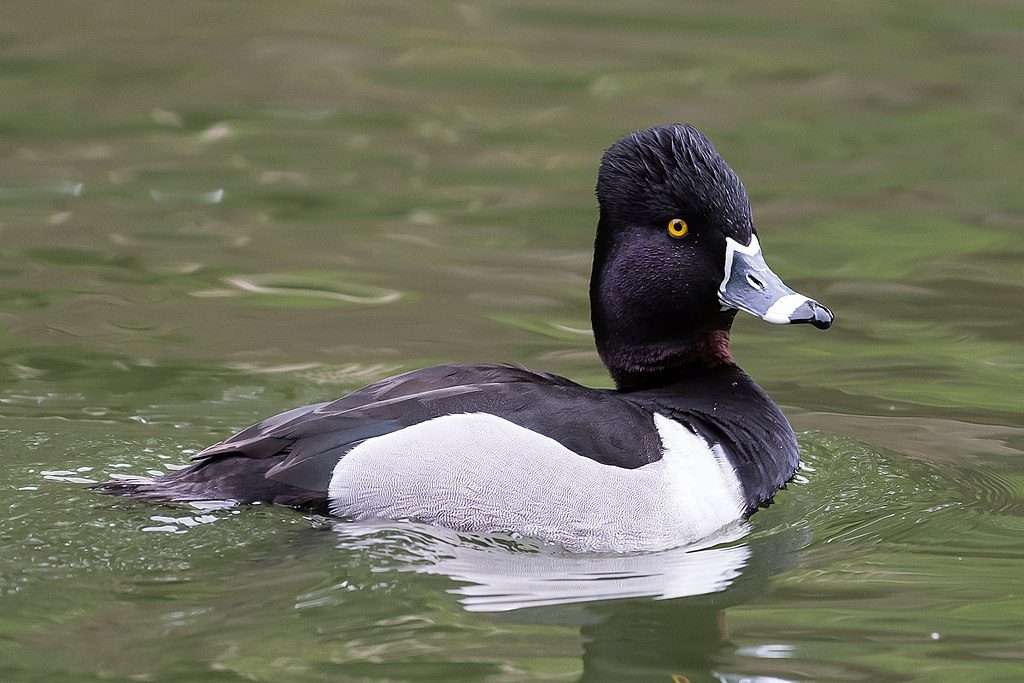 ring necked duck