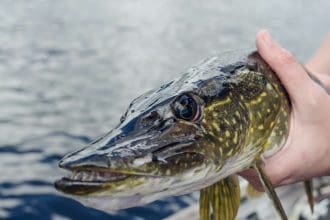 northern pike