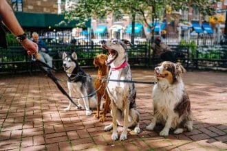 dog daycare toronto