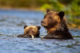 great bear rainforest