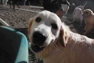 Dog Daycare Victoria BC