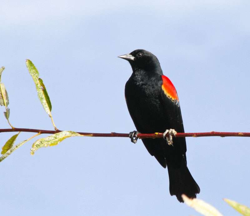 red-winged blackbirds