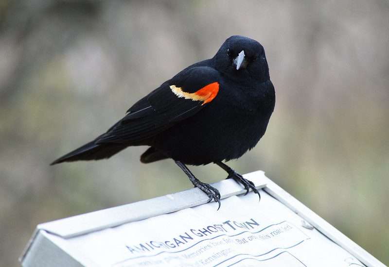 red-winged blackbirds