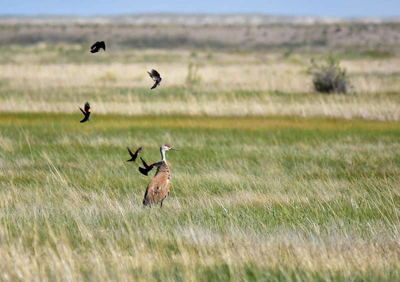 red-winged blackbirds