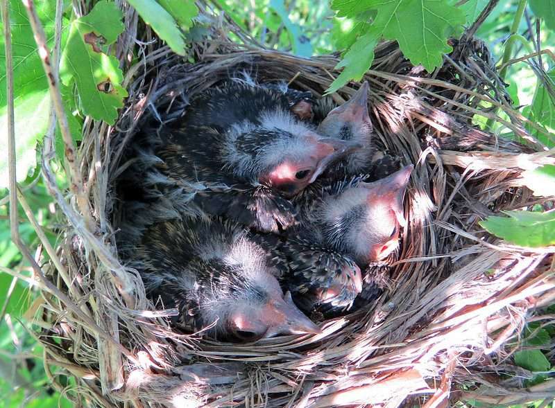 red-winged blackbirds nesting