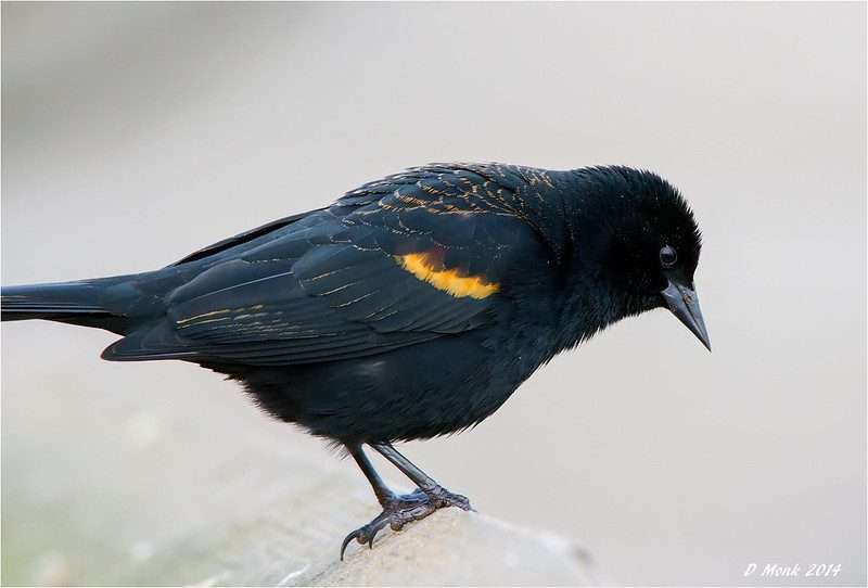 red-winged blackbirds in Canada