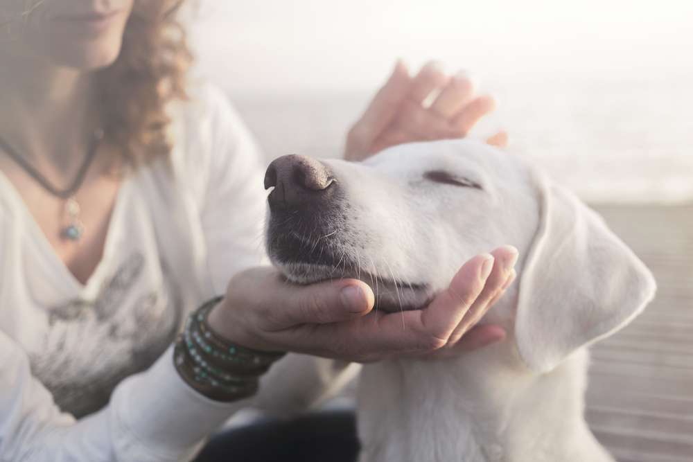 Dog Daycare Victoria Bc