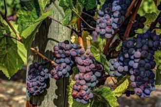 Okanagan Valley Wineries
