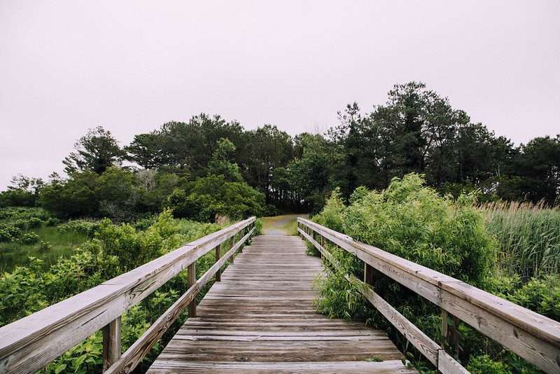marsh trail