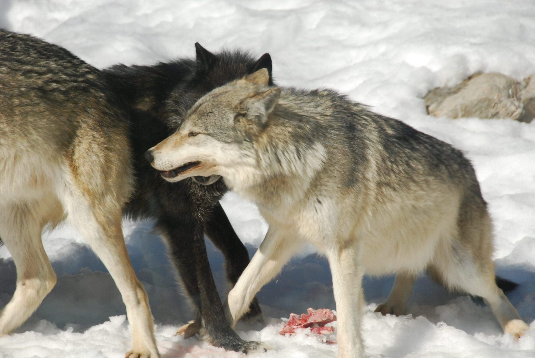 5 must to-do activities at Haliburton Forest