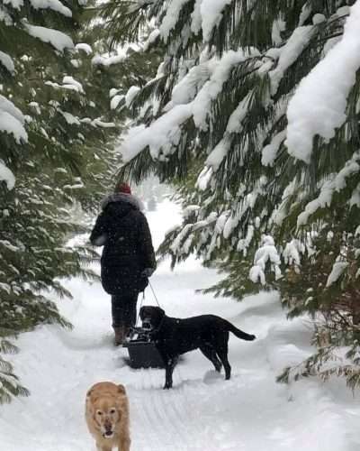 Christmas tree farms