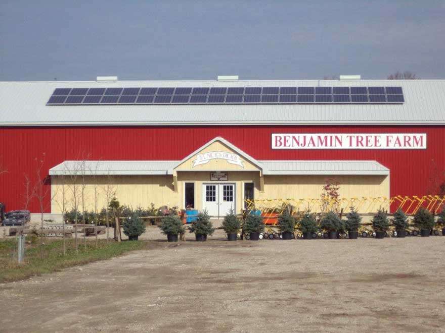 Benjamin Christmas tree farm