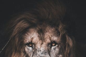 Canada's Lion Safari