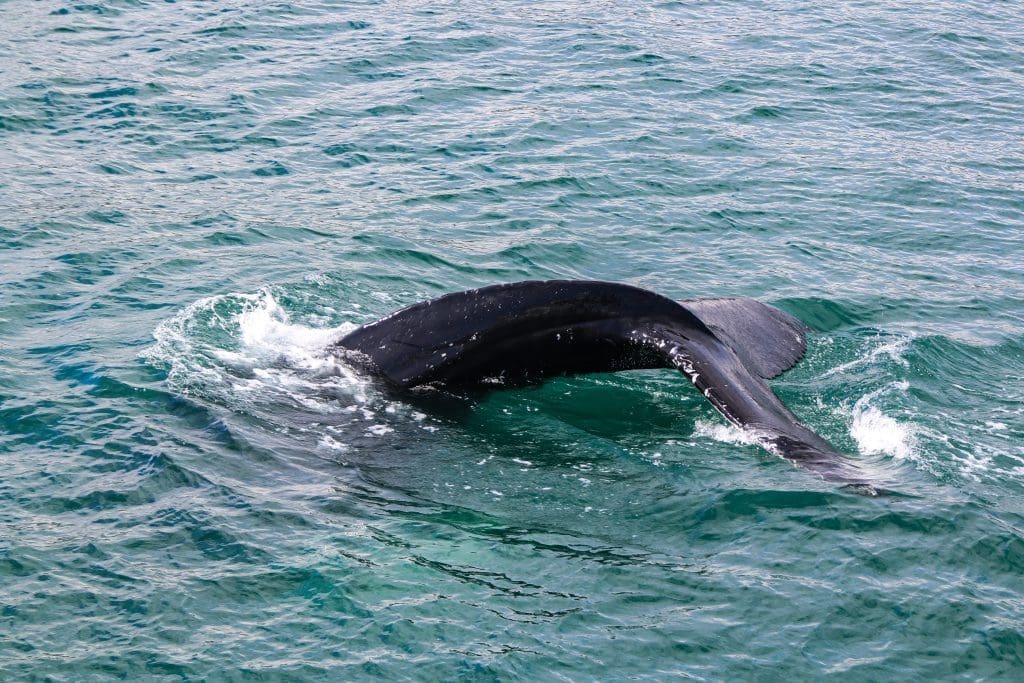 things to do in iceland