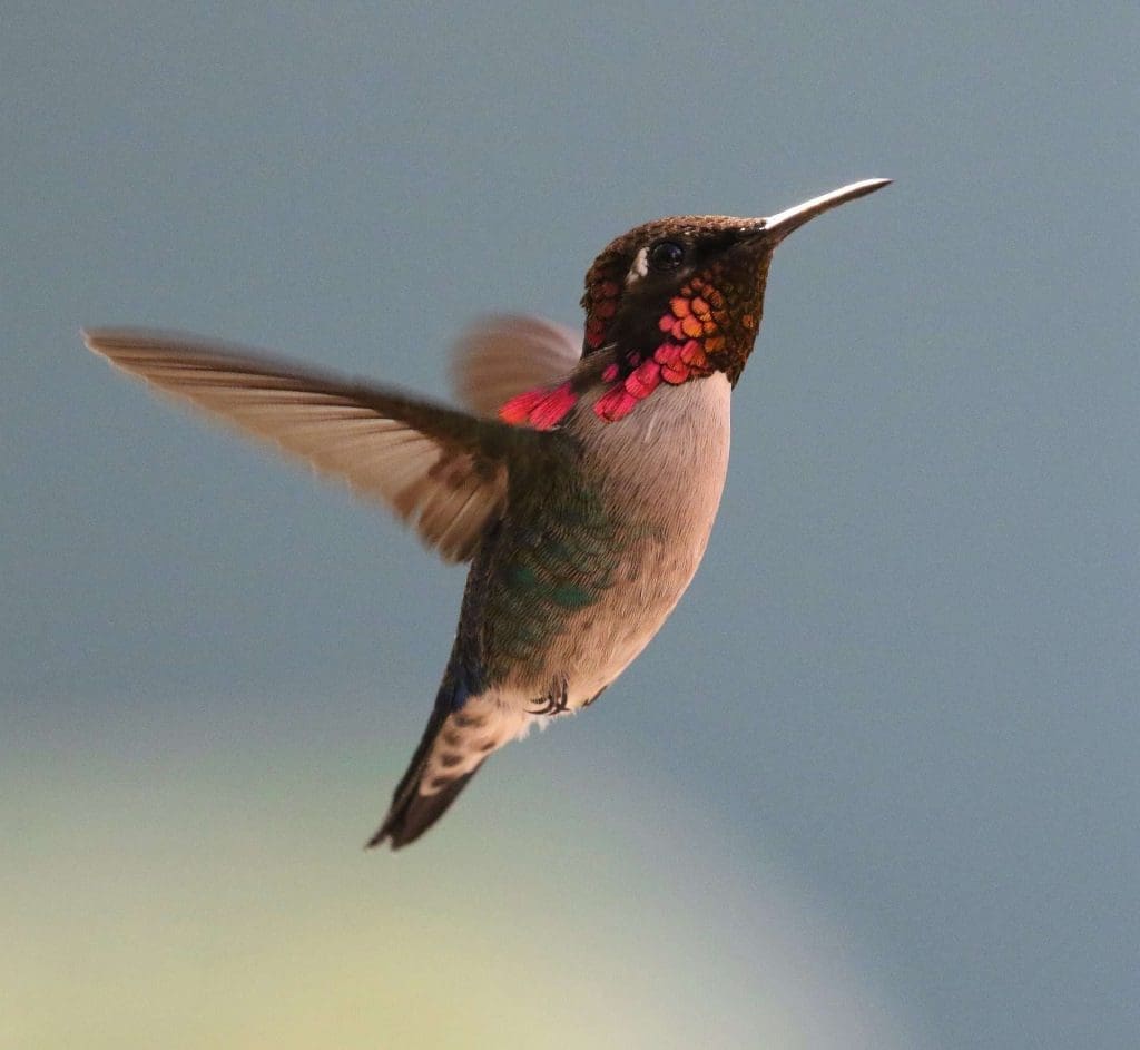 hummingbird