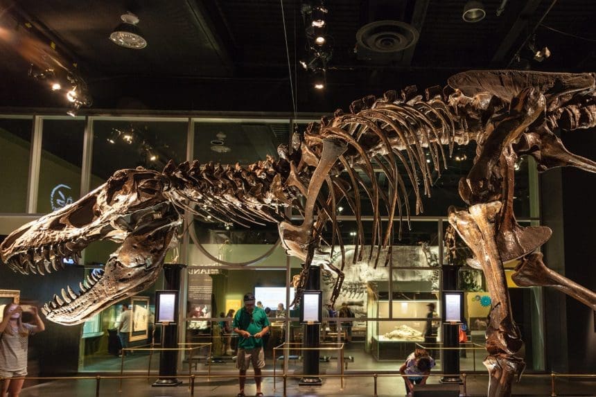 Royla Tyrrell Museum