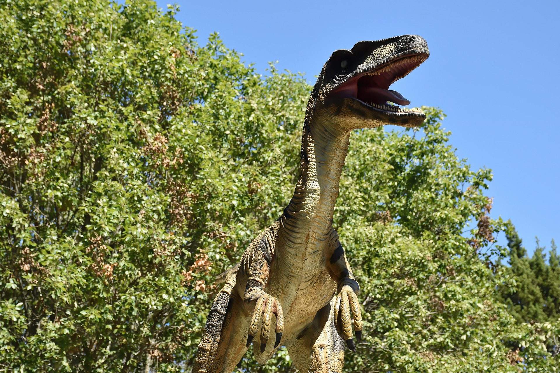 Velociraptor