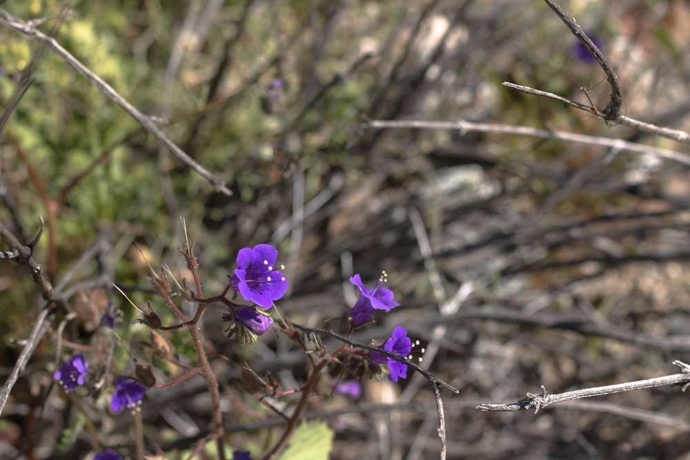 Canterbury Bells