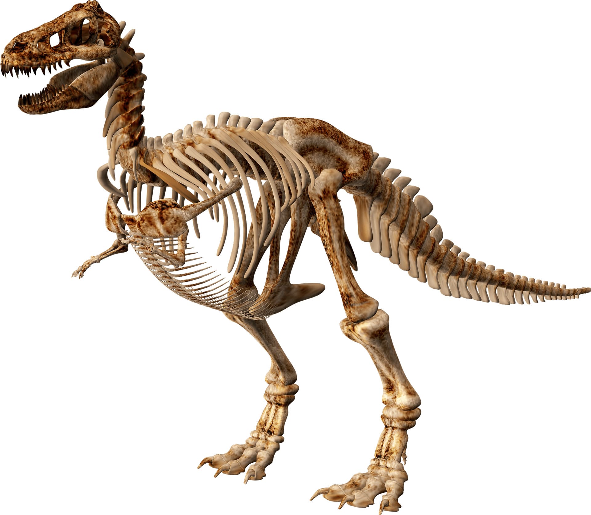 T-Rex Specimen