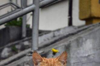 orange cat