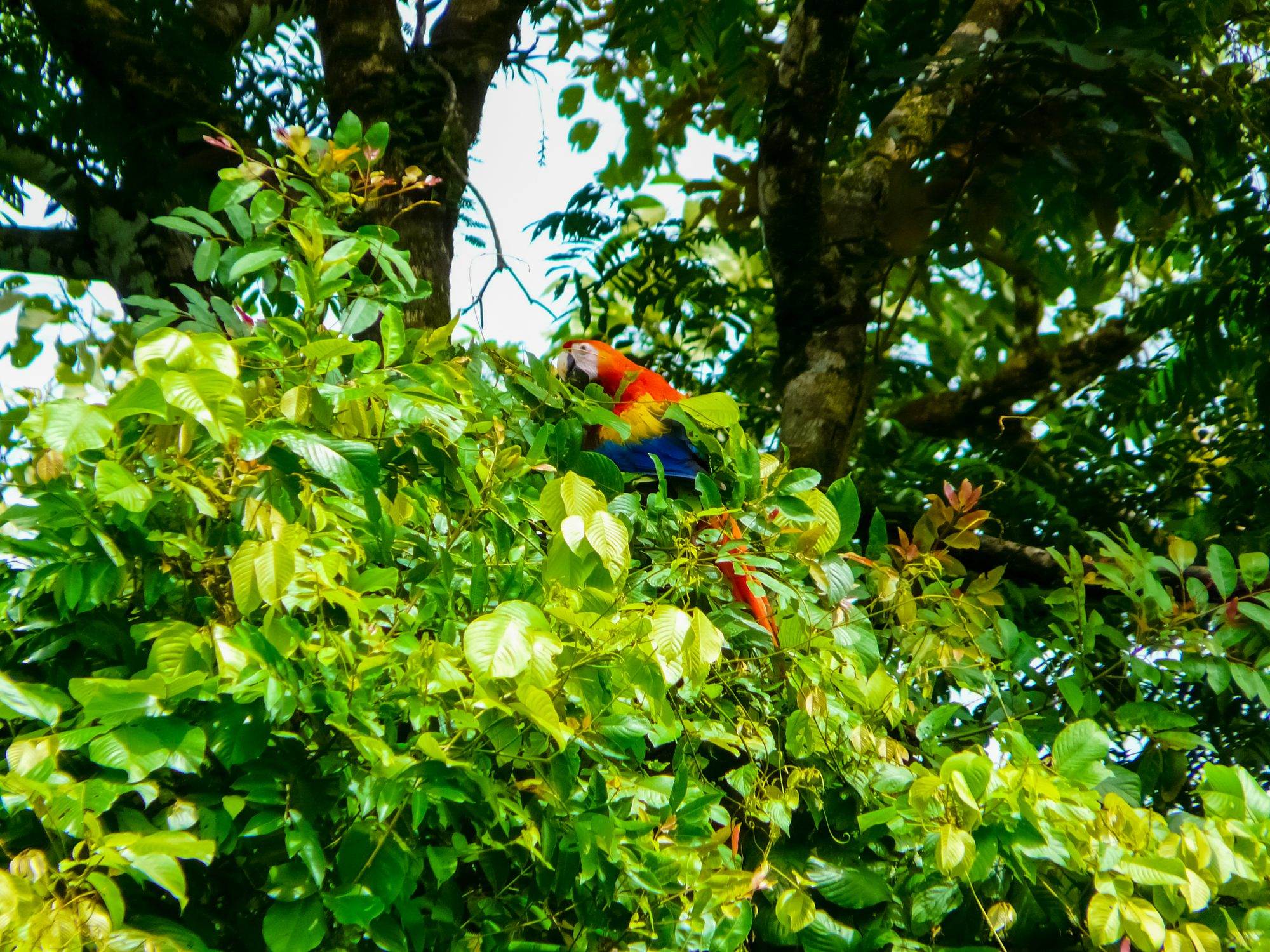 Wildlife in Corcovado National Park