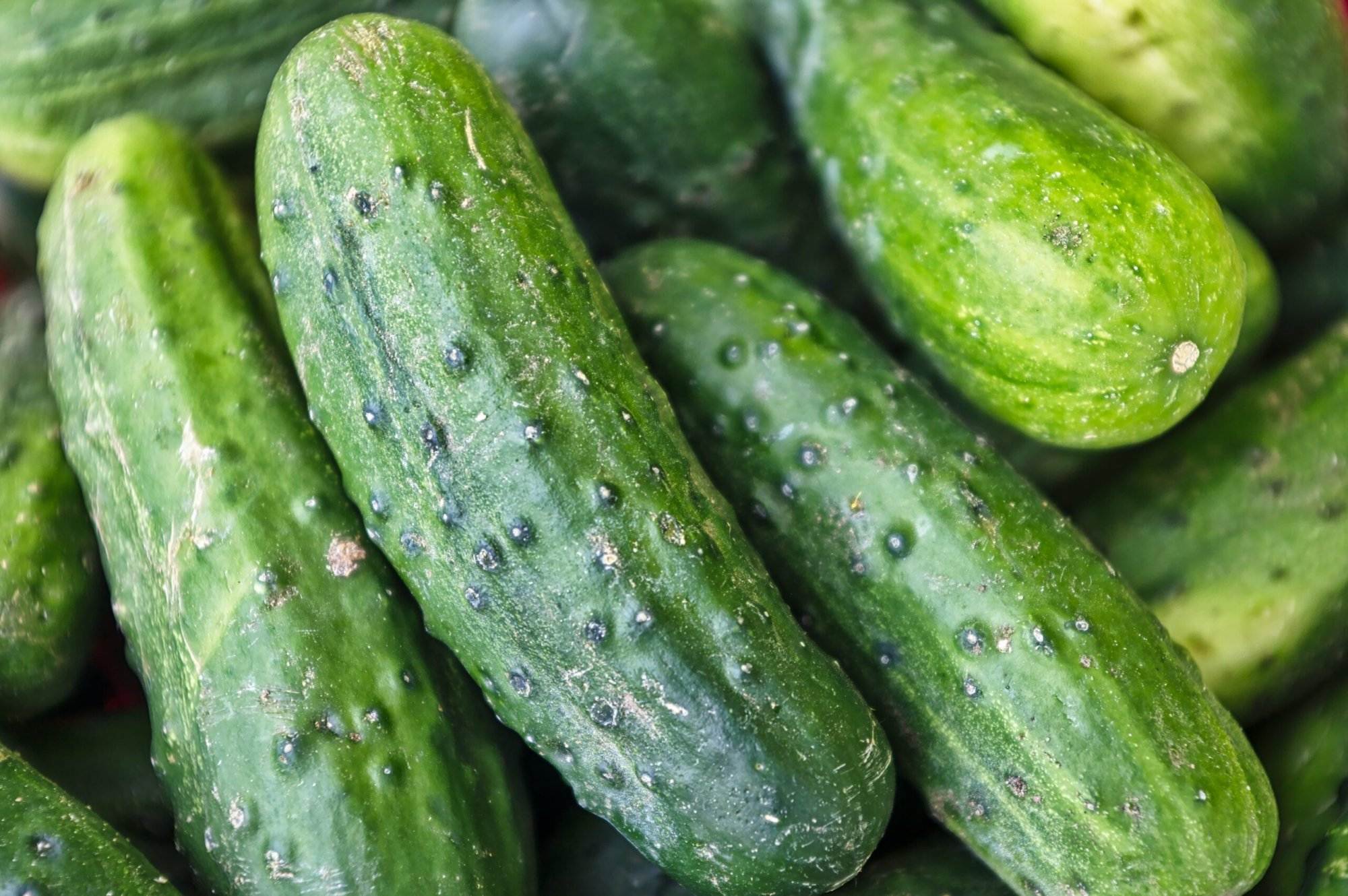 A close-up image of cucumbers. There are various health benefits of cucumber to know.