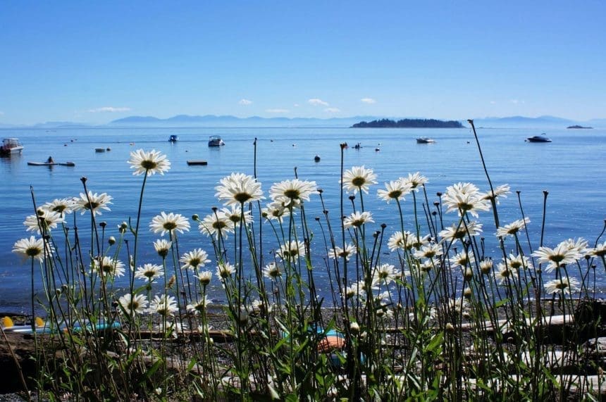 A close-up view of daisy flowers from the seashore of Bowen Island. There is an event organized for Bowen Island Sightseeing Cruise + Dinner.