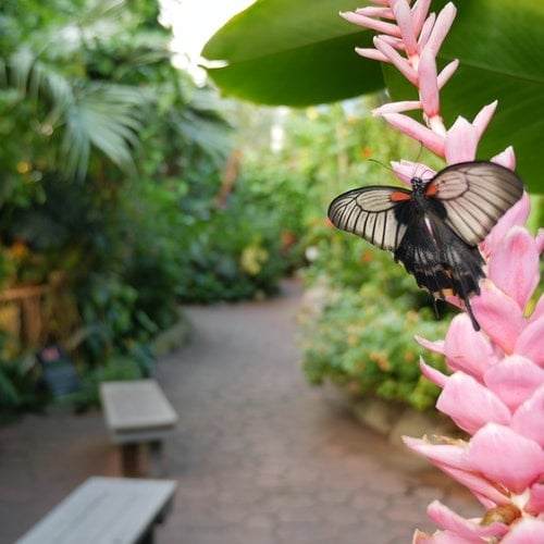 A black textured butterfly sitting on a pink blossomed branch in Victoria Butterfly Gardens in BC.