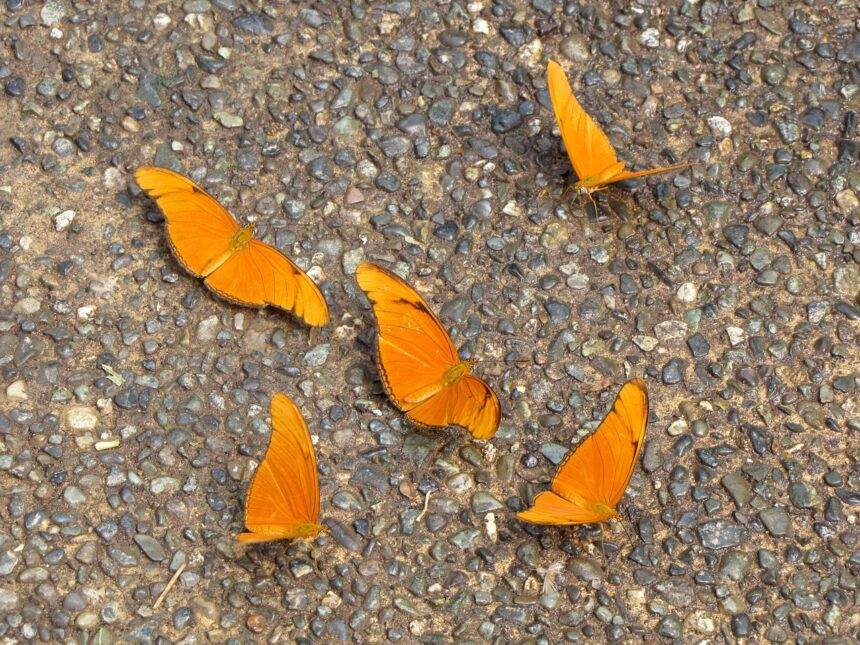 Several orange butterflies sitting on the floor.