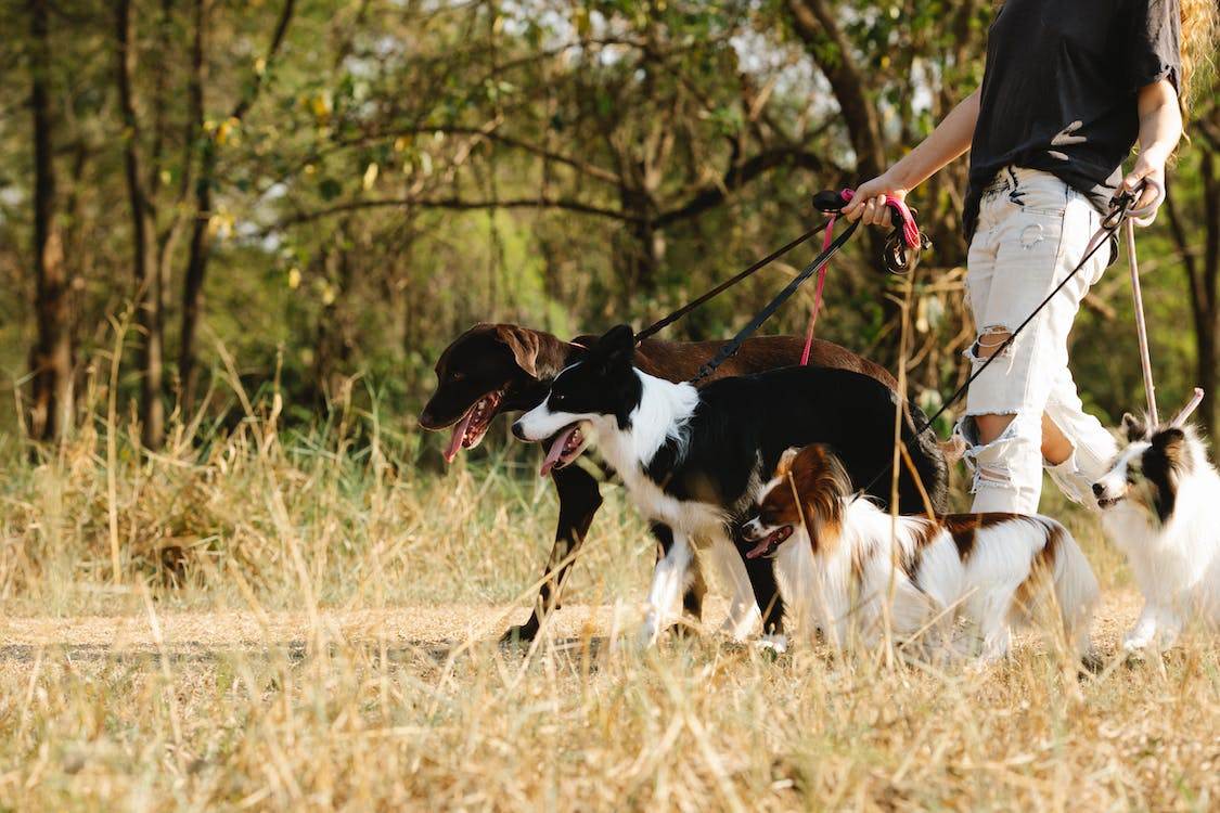 A person walking with a group of dogs.