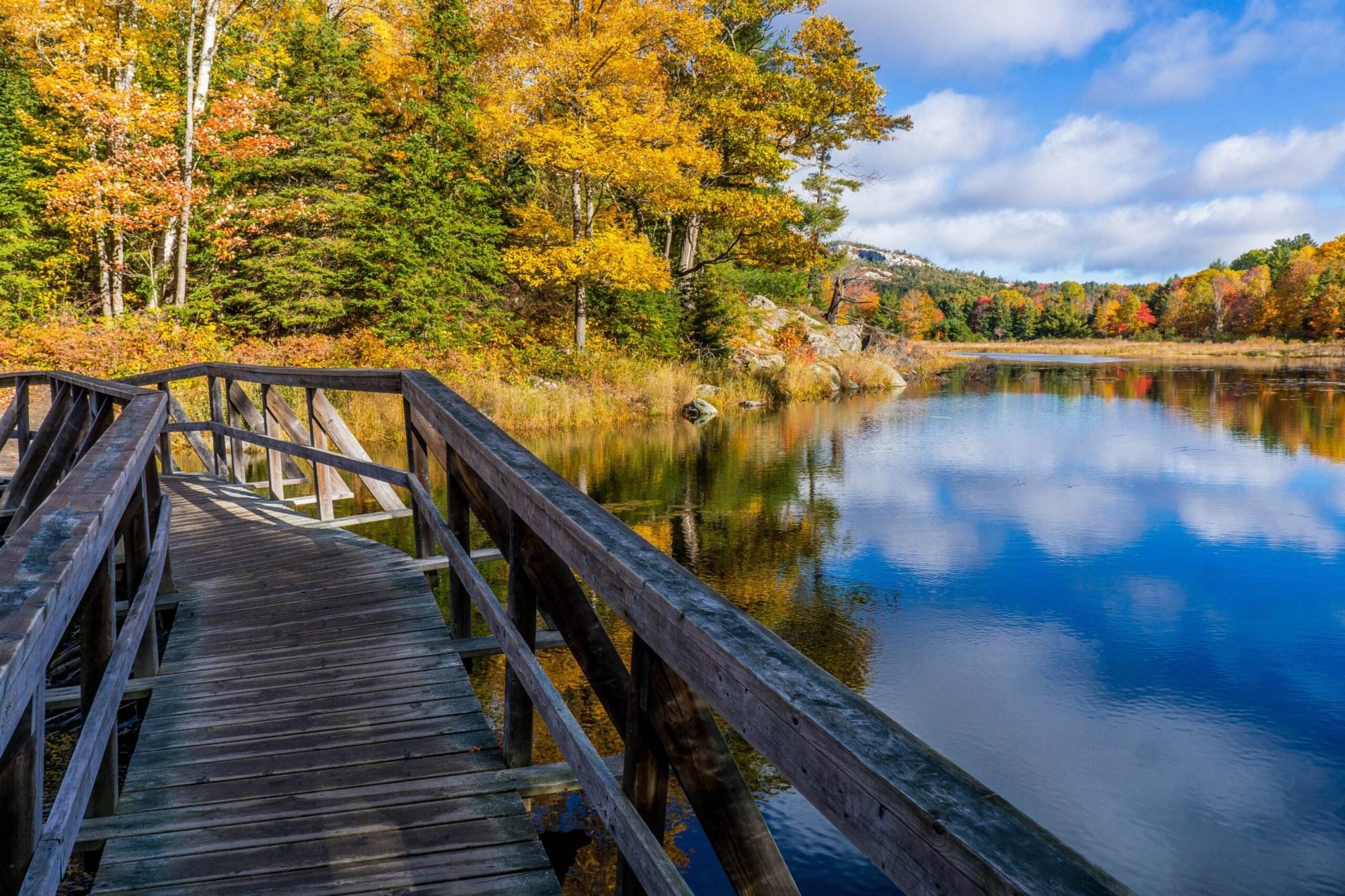 A hiking trail through a beautiful forest with yellow and green trees with amazing mountains In Canada.