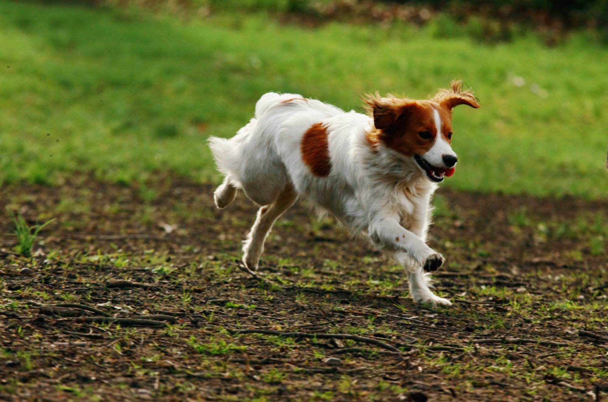 A dog running in the park on grass