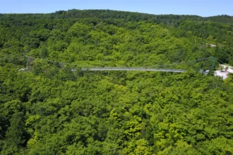 A grassy and bushy ground in the Blue Mountains Scenic Caves