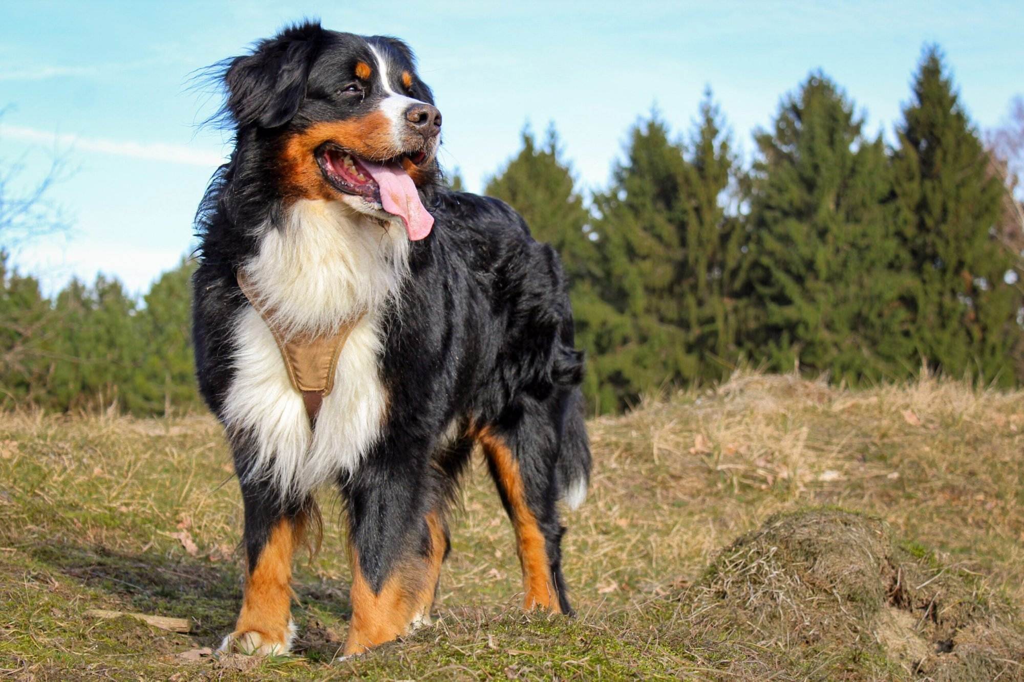 A black and brown dog taking its tongue out in a green field.