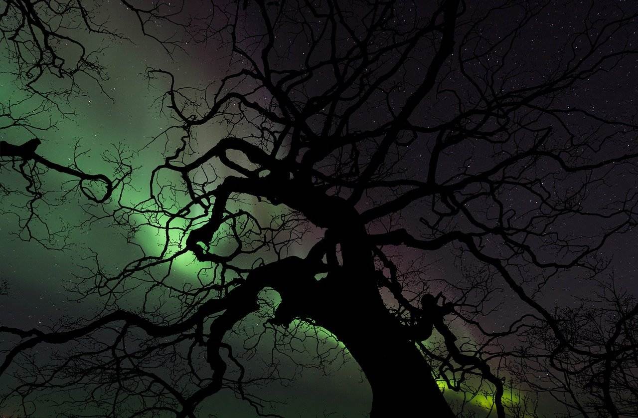 A spooky tree and Aurora light in the sky during the night.