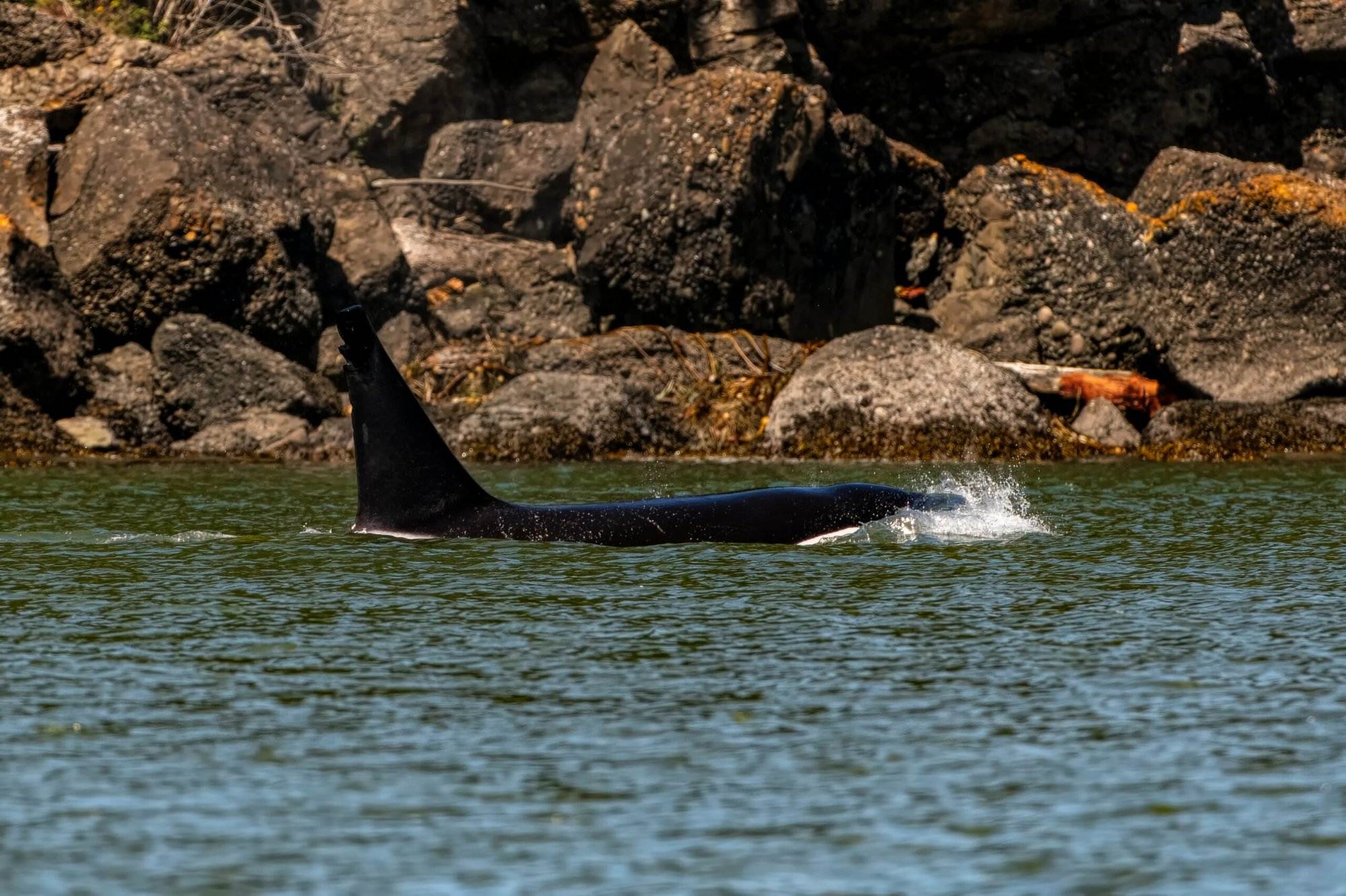 A whale swimming in a waterbody in Tofino,BC
