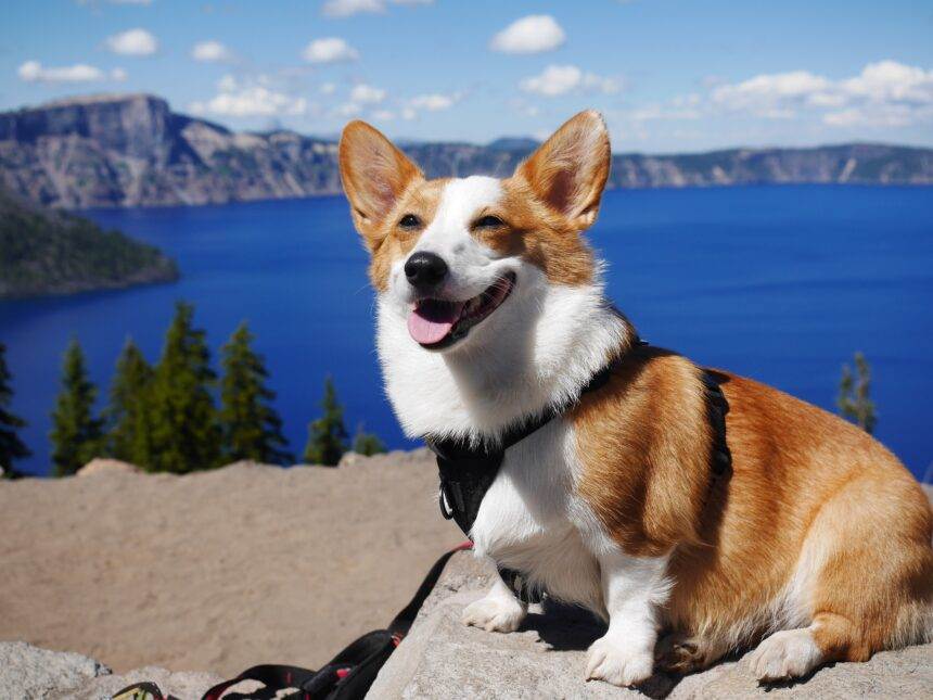 A dog sitting at a seashore beside a beach.