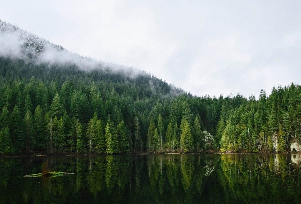 A nature view of green trees and bushes beside a waterbody.