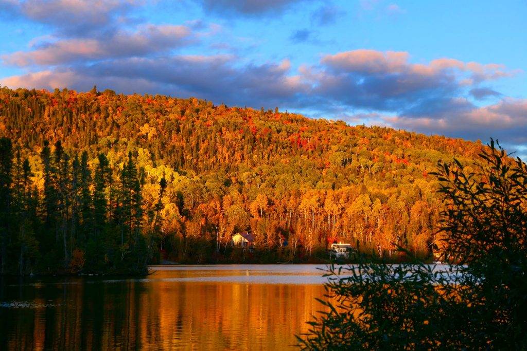 A land full of trees and bushes by the side of a waterbody shows the beauty of nature.