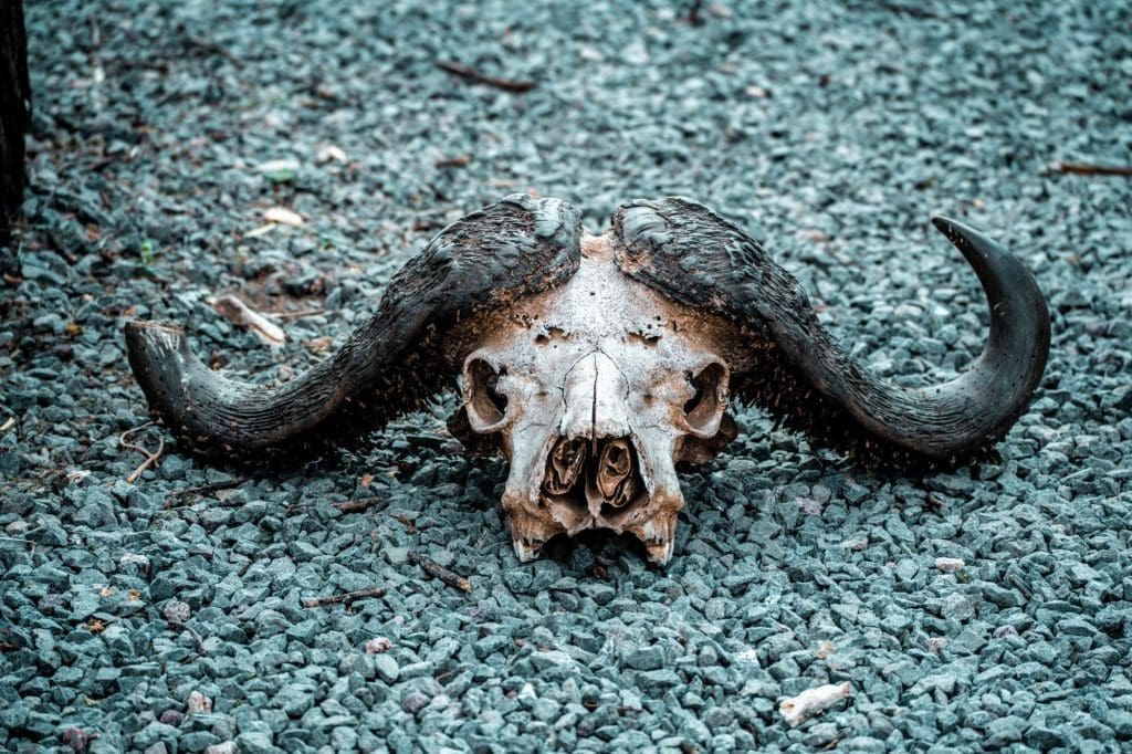 dead bull skull
