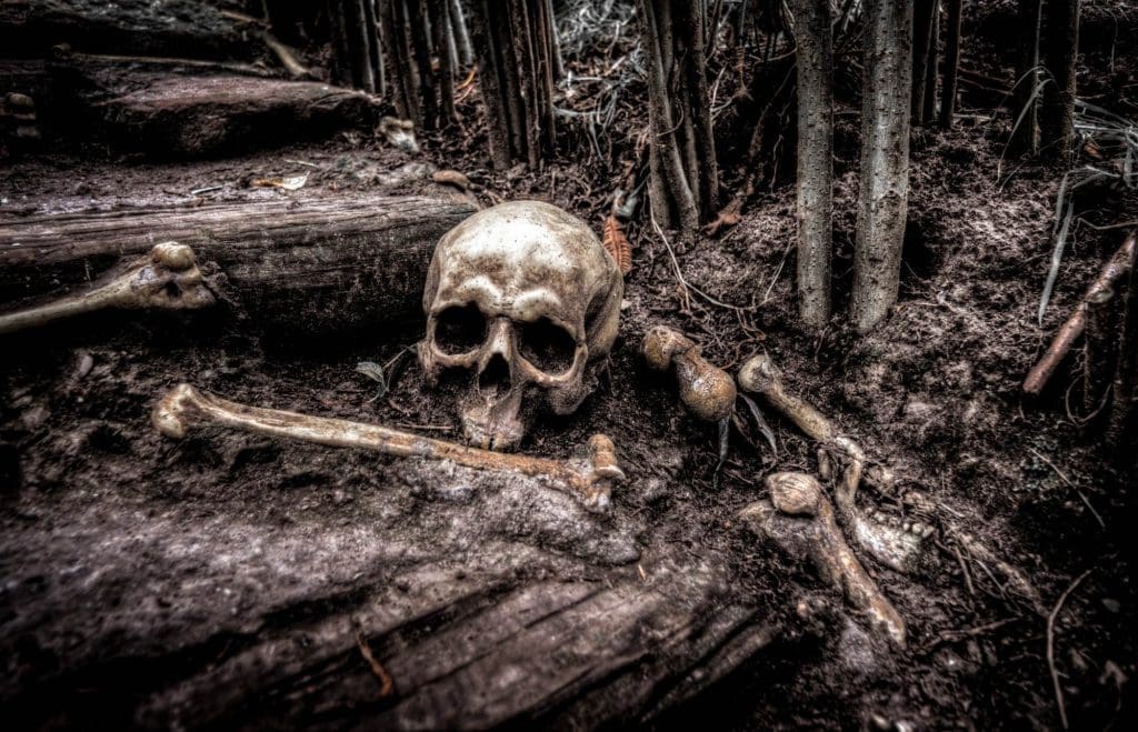 skull and bones in woods
