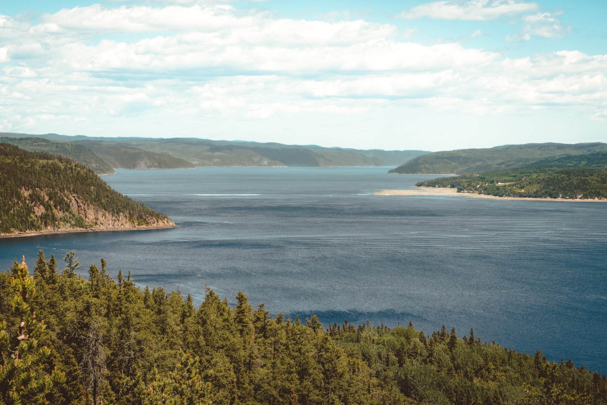 green trees near body of water during daytime