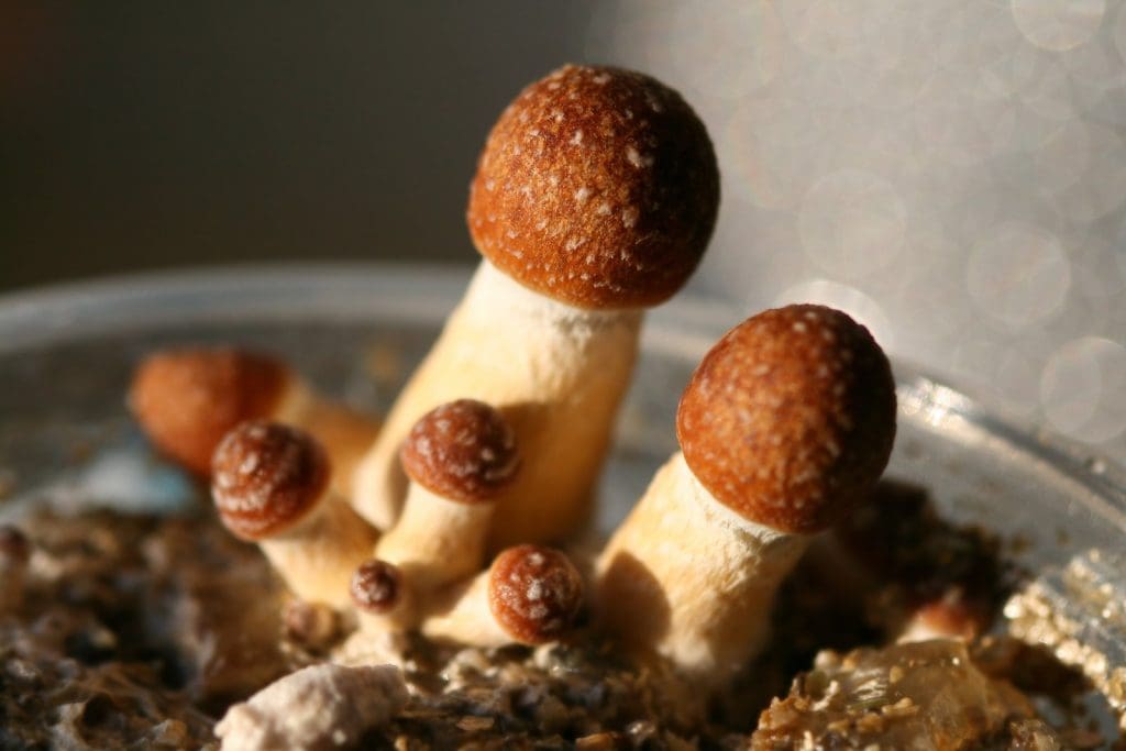 magic mushrooms 
How Long Do Magic Mushrooms Last