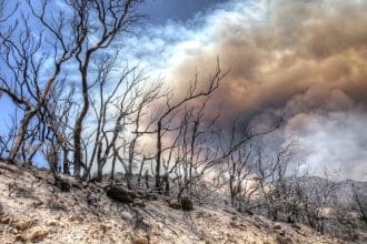 Wildfire aftermath showing scorched trees and smoke.