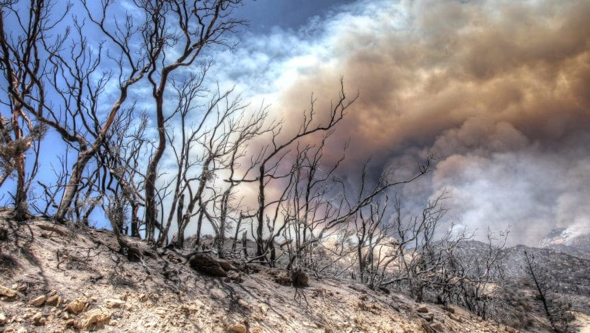 Wildfire aftermath showing scorched trees and smoke.