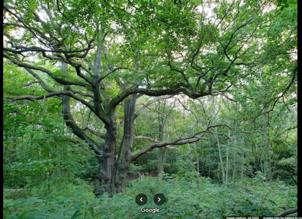 The wildlife and natural beauty of the Parliament Hill area