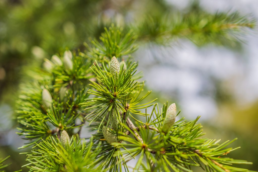 how often to water new cedar trees